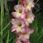 50 PCS Seeds New Variety Pink White Gladious Sword Lily Perennial