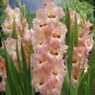 50 PCS Seeds New Variety Pink White Gladious Sword Lily Perennial