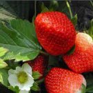 100 PCS Seeds New Variety Rarest Square Red Strawberry F1