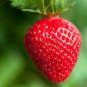 100 PCS Seeds New Variety Rarest Square Red Strawberry F1