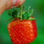 100 PCS Seeds New Variety Rarest Square Red Strawberry F1