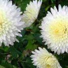 20 PCS Seeds New White Chrysanthemum Potmum with Red Edge Flower