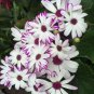 20 PCS Seeds New White Chrysanthemum Potmum with Red Edge Flower