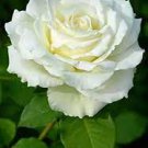 50 PCS Seeds New White Rose Shrub Flower 50 PCS Seeds New White Rose Shrub Flower