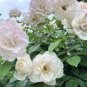 50 PCS Seeds New White Rose Shrub Flower