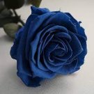 50 PCS Seeds New Wild Blue Rose Plant Seed Strong Fragrant Flowers 50 PCS Seeds New Wild Blue Rose Plant Seed Strong Fragrant Flowers