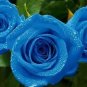 50 PCS Seeds New Wild Blue Rose Plant Seed Strong Fragrant Flowers