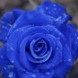 50 PCS Seeds New Wild Blue Rose Plant Seed Strong Fragrant Flowers