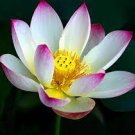 1 PCS Seeds New Wild White Red Lotus Flower