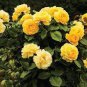 50 PCS Seeds New Yellow Rose Bush Perennial Flower