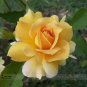 50 PCS Seeds New Yellow Rose Bush Perennial Flower