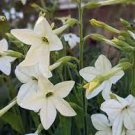 200 PCS Seeds Nicotiana Alata 200 PCS Seeds Nicotiana Alata