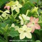 200 PCS Seeds Nicotiana Alata