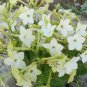 200 PCS Seeds Nicotiana Alata