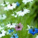 20 PCS Seeds Nigella Damascena Mixed Love-in-a-mist Fennelflower 20 PCS Seeds Nigella Damascena Mixed Love-in-a-mist Fennelflower