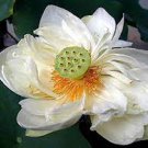 1 PCS Seeds Nobility Queen White Lotus Nelumbo Nucifera