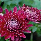 20 PCS Seeds Noble Chrysanthemum Seeds Balcony Potted Flowers Chrysanthemum 20 PCS Seeds Noble Chrysanthemum Seeds Balcony Potted Flowers Chrysanthemum