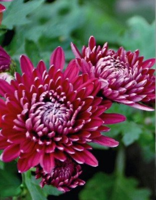 20 PCS Seeds Noble Chrysanthemum Seeds Balcony Potted Flowers Chrysanthemum