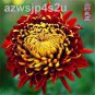 20 PCS Seeds Noble Chrysanthemum Seeds Balcony Potted Flowers Chrysanthemum