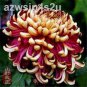 20 PCS Seeds Noble Chrysanthemum Seeds Balcony Potted Flowers Chrysanthemum