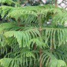 20 PCS Seeds Norfolk Island Pine Araucaria Heterophylla 20 PCS Seeds Norfolk Island Pine Araucaria Heterophylla