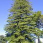 20 PCS Seeds Norfolk Island Pine Araucaria Heterophylla