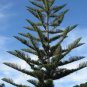 20 PCS Seeds Norfolk Island Pine Araucaria Heterophylla