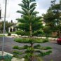 20 PCS Seeds Norfolk Island Pine Araucaria Heterophylla