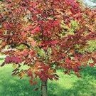 20 PCS Seeds Northern Sugar Acer Japanese Maple Tree