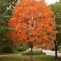 20 PCS Seeds Northern Sugar Acer Japanese Maple Tree