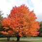 20 PCS Seeds Northern Sugar Acer Japanese Maple Tree
