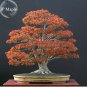 20 PCS Seeds Northern Sugar Acer Japanese Maple Tree