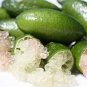 20 PCS Seeds Novel Finger Limes Citrus Pomegranate Bonsai Delicious Sweet Fruit