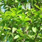 50 PCS Seeds Novel Plant Cleistocalyx Operculatus Bonsai 50 PCS Seeds Novel Plant Cleistocalyx Operculatus Bonsai