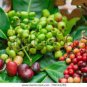 50 PCS Seeds Novel Plant Cleistocalyx Operculatus Bonsai