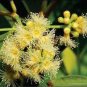 50 PCS Seeds Novel Plant Cleistocalyx Operculatus Bonsai