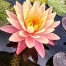 1 PCS Seeds Nymphaea Eldorado Asian Orange Water Lily Pad Flower Pond