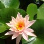 1 PCS Seeds Nymphaea Eldorado Asian Orange Water Lily Pad Flower Pond