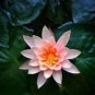 1 PCS Seeds Nymphaea Eldorado Asian Orange Water Lily Pad Flower Pond
