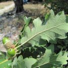 10 PCS Seeds Oak Tree 10 PCS Seeds Oak Tree