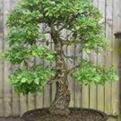 10 PCS Seeds Oak Tree Seeds Bonsia Shrub 10 PCS Seeds Oak Tree Seeds Bonsia Shrub
