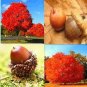 10 PCS Seeds Oak Tree Seeds Bonsia Shrub