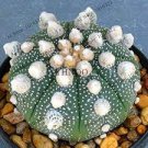 100 PCS Seeds obesa Basketball Sea Urchin Bonsai Living Baseball Golf Ball Succulent Plant 100 PCS Seeds obesa Basketball Sea Urchin Bonsai Living Baseball Golf Ball Succulent Plant