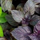 100 PCS Seeds Ocimum basilicum Red Rubin Purple Green Basil Herbs 100 PCS Seeds Ocimum basilicum Red Rubin Purple Green Basil Herbs