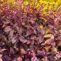 100 PCS Seeds Ocimum basilicum Red Rubin Purple Green Basil Herbs