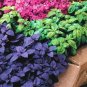 100 PCS Seeds Ocimum basilicum Red Rubin Purple Green Basil Herbs