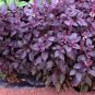 100 PCS Seeds Ocimum basilicum Red Rubin Purple Green Basil Herbs