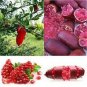 20 PCS Seeds Novel Finger Limes Citrus Pomegranate Bonsai Delicious Sweet Fruit Bonsai