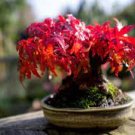20 PCS Seeds Office Decor Japanese Red Maple Hybrid Bonsai