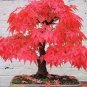 20 PCS Seeds Office Decor Japanese Red Maple Hybrid Bonsai